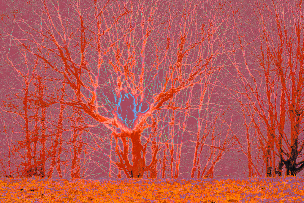 in the woods
