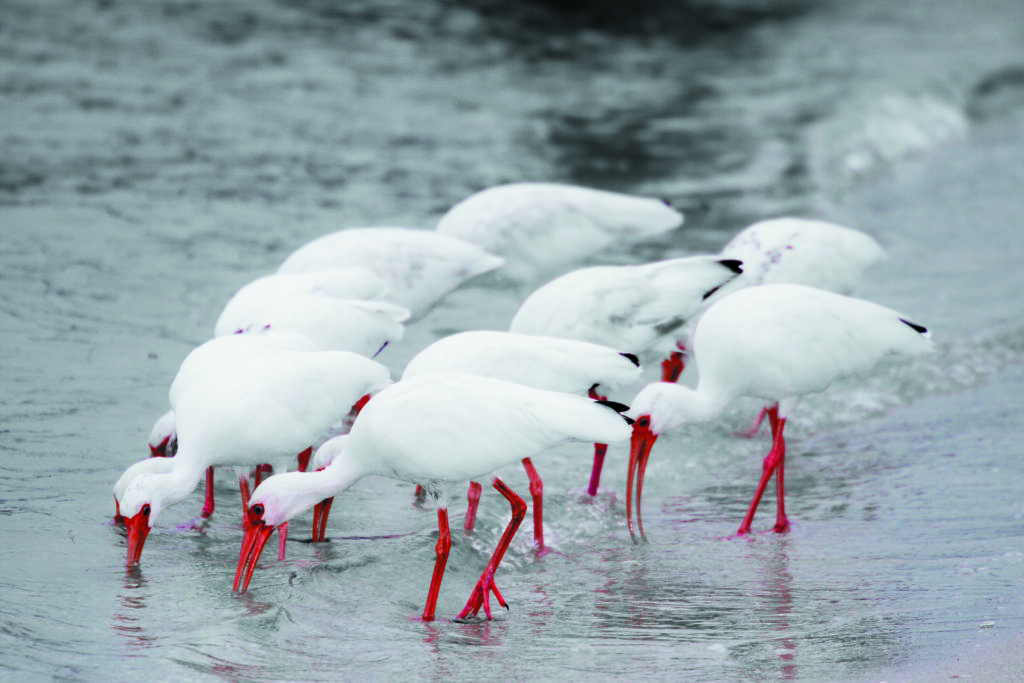 red legs and beaks
