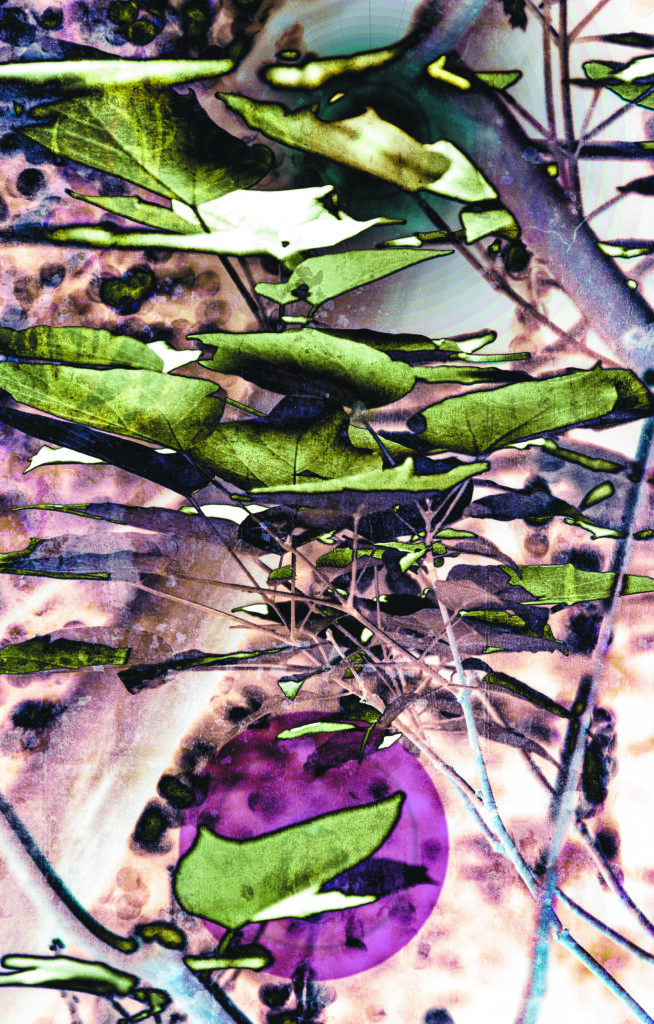 leaves