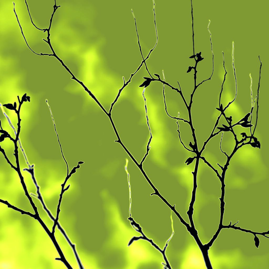 greenish branches