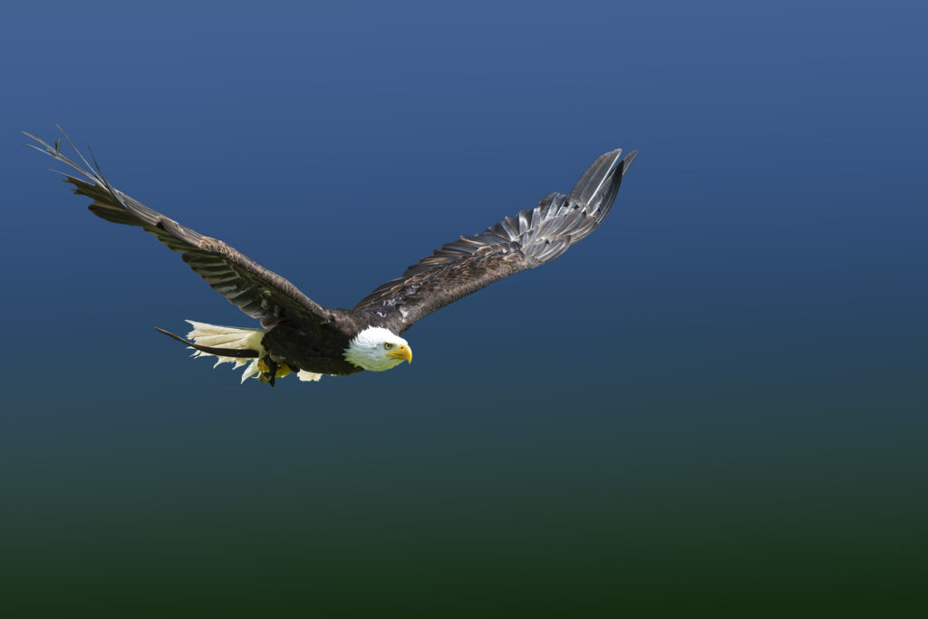 Eagle fly