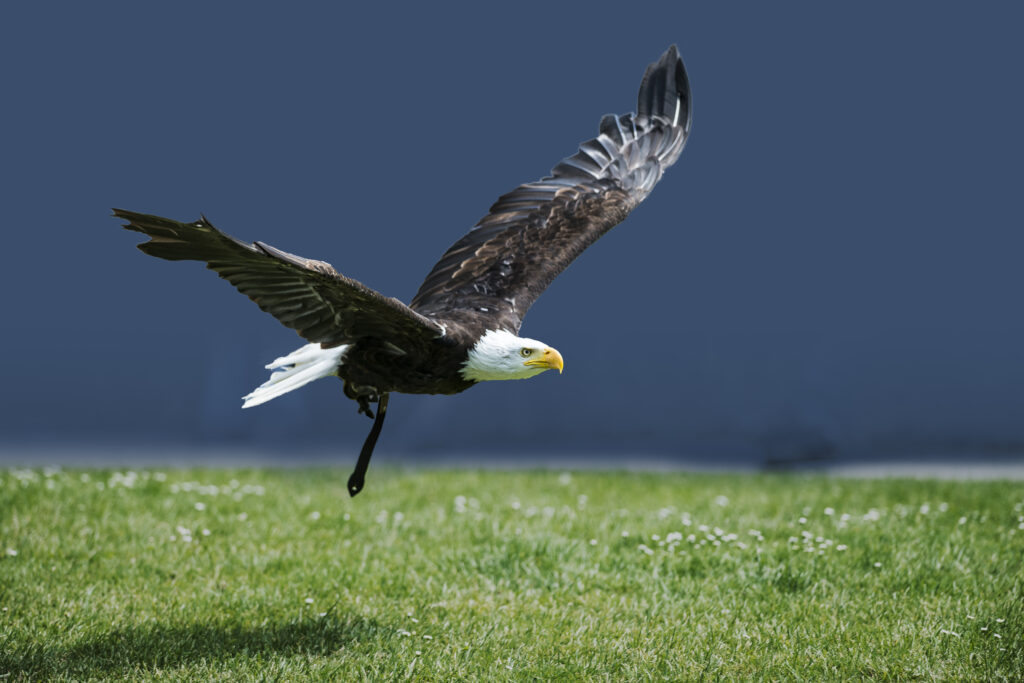 Flying Eagle