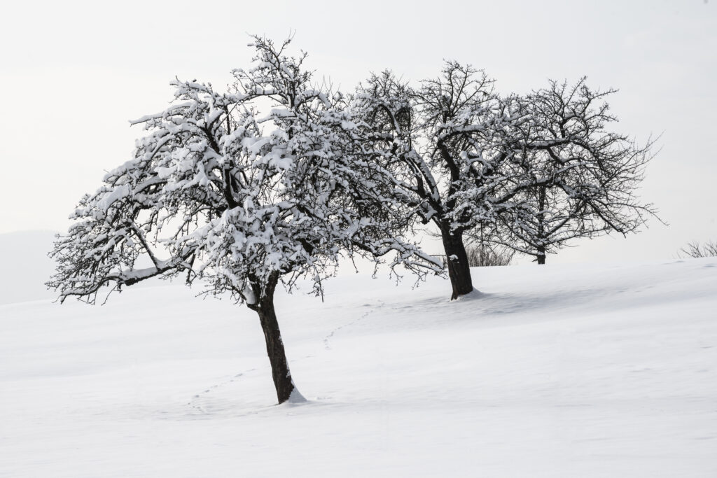 weißer Baum