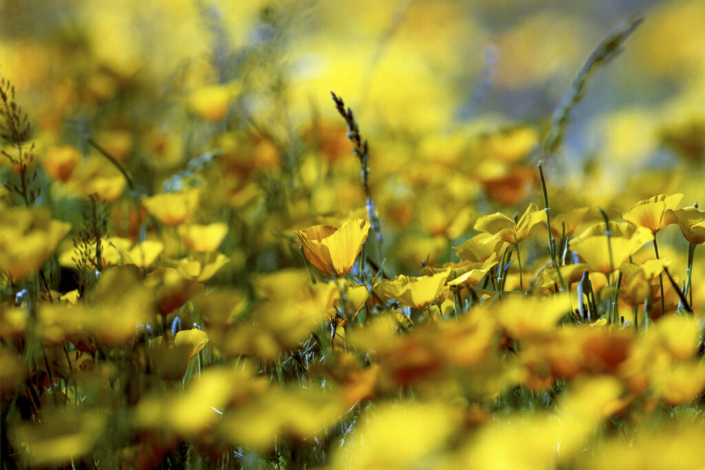 Mexican Poppy 2