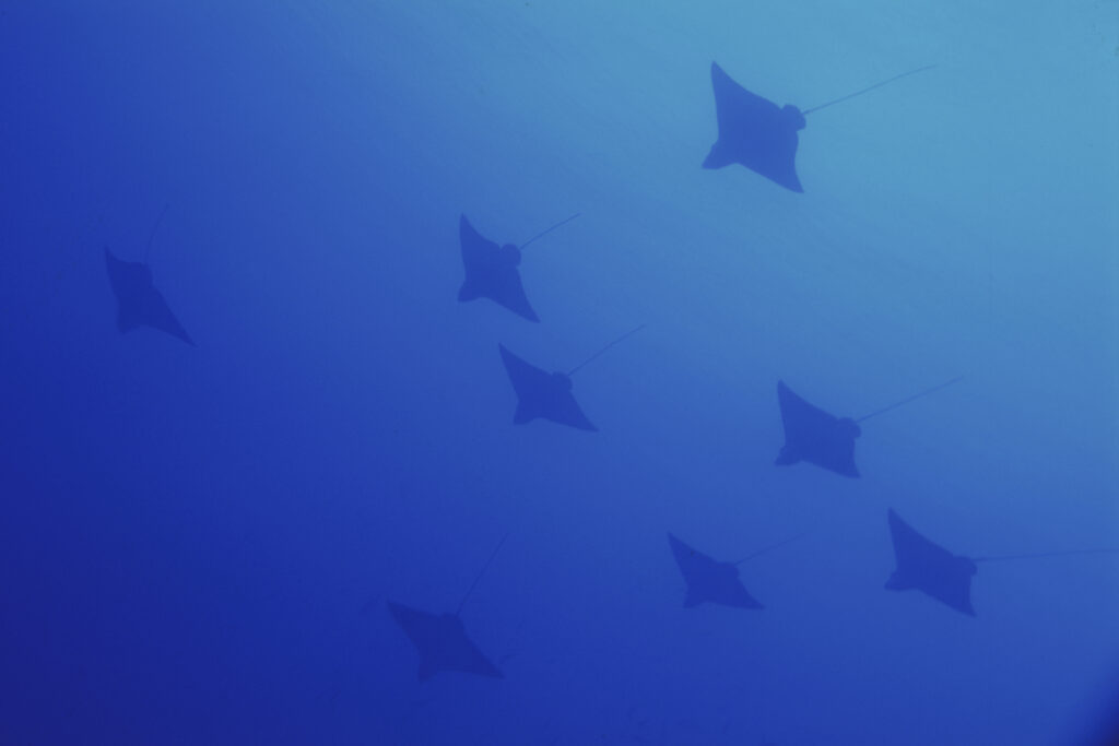 Blue Manta