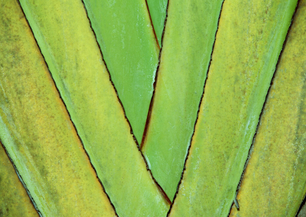 Green W