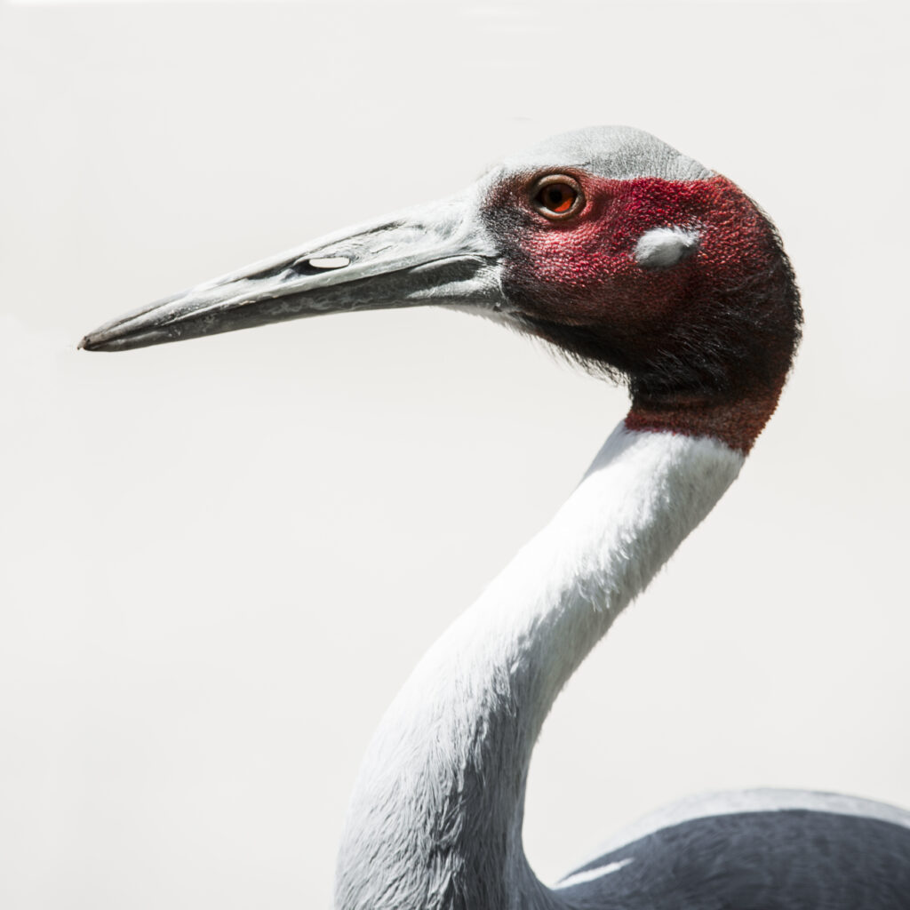 Rede Crane