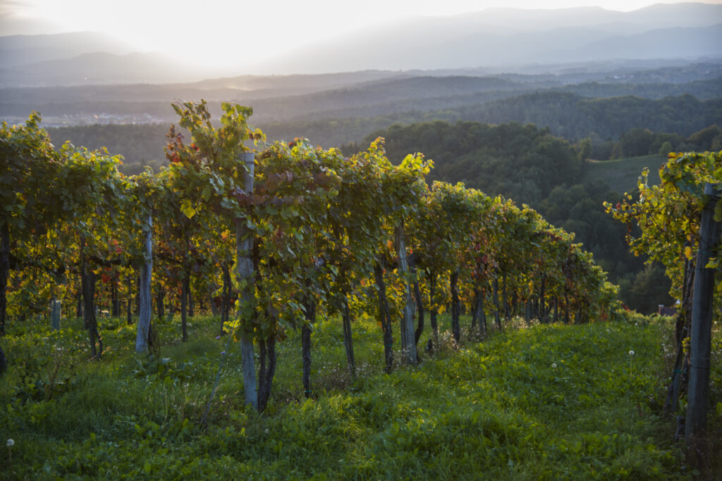 Weinseligkeit