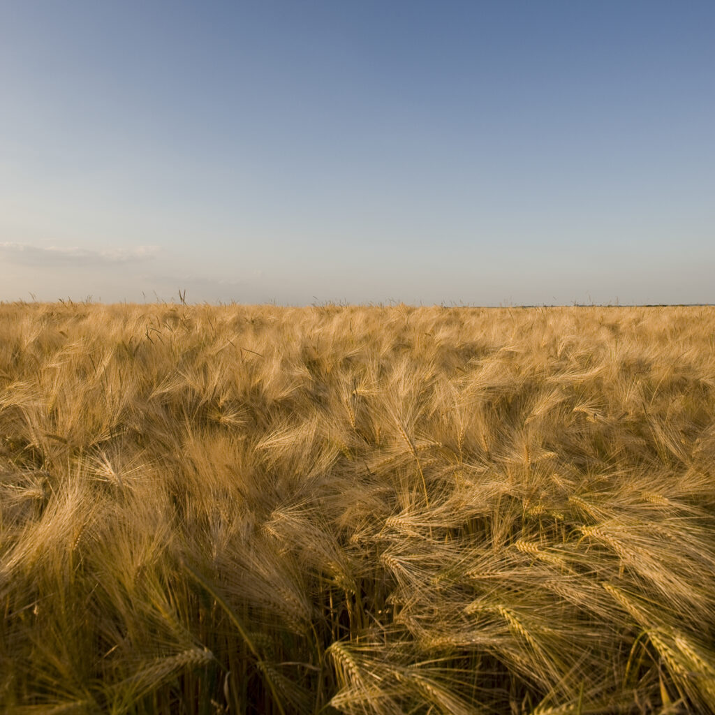 Fields 2
