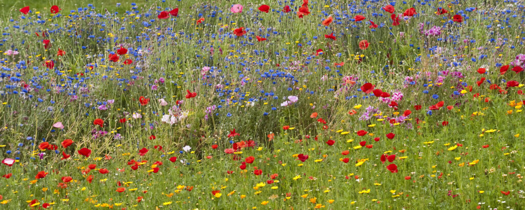 Flowerpower