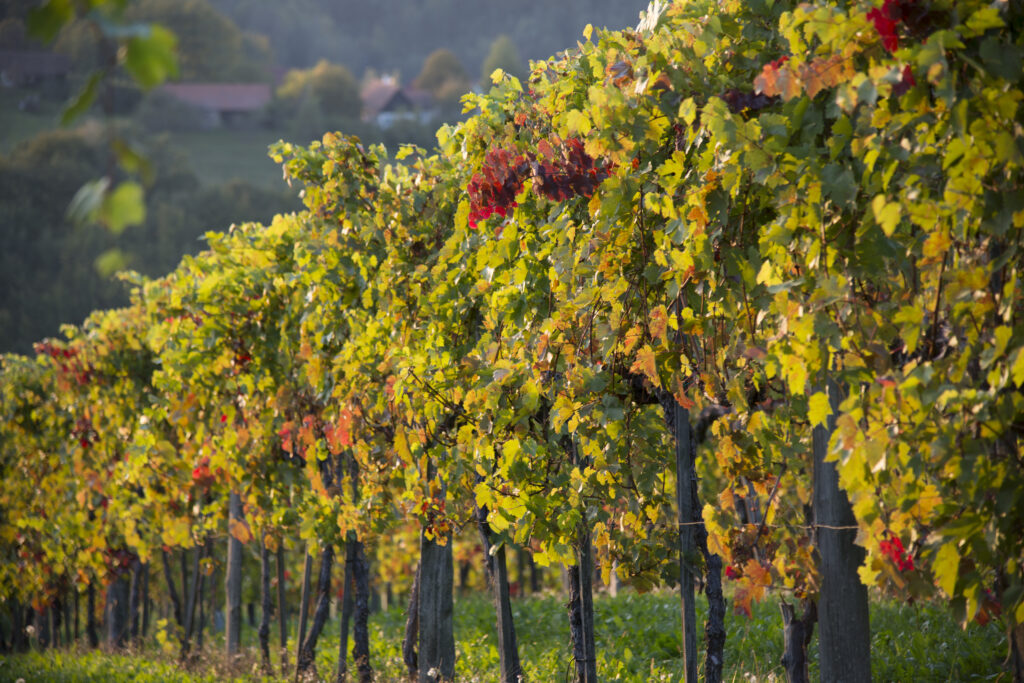 Herbstblut