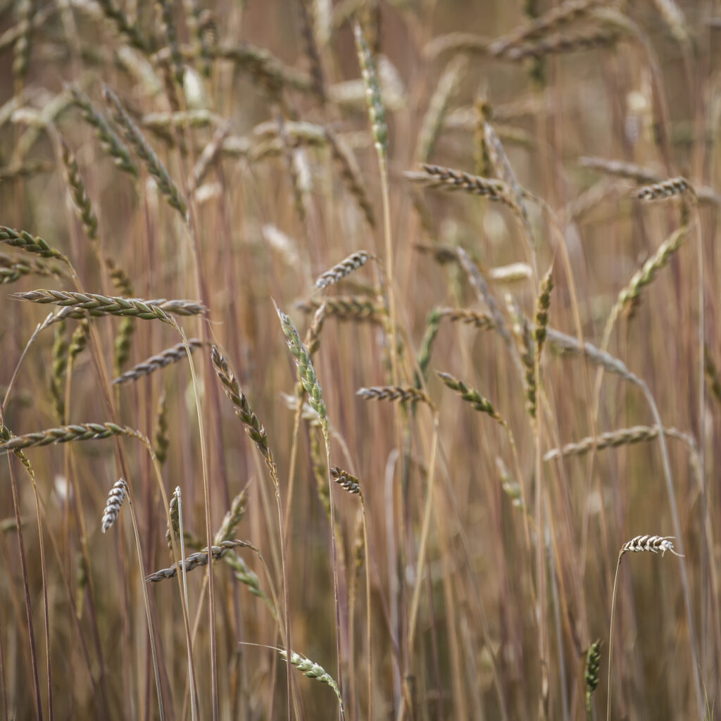 Herbstfeld