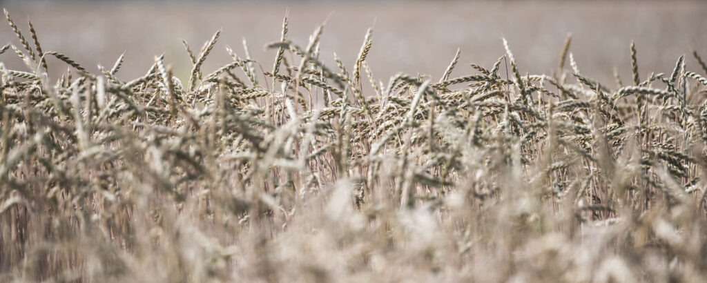 Fields