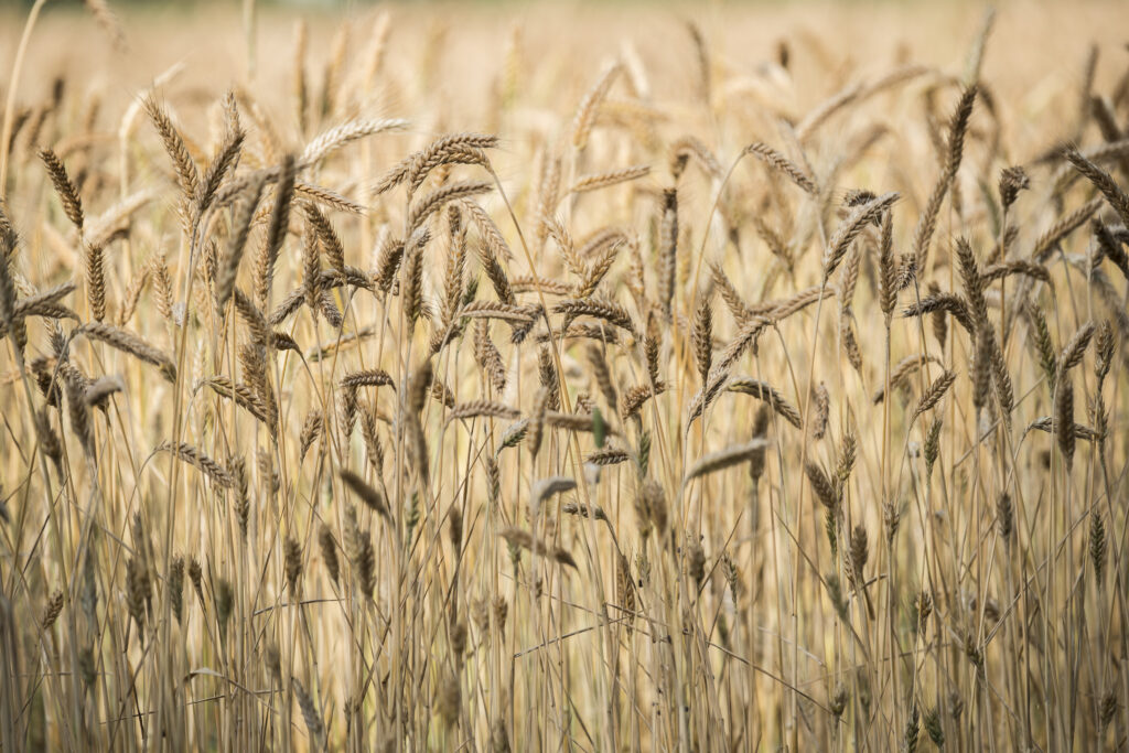 Herbstfeld 3