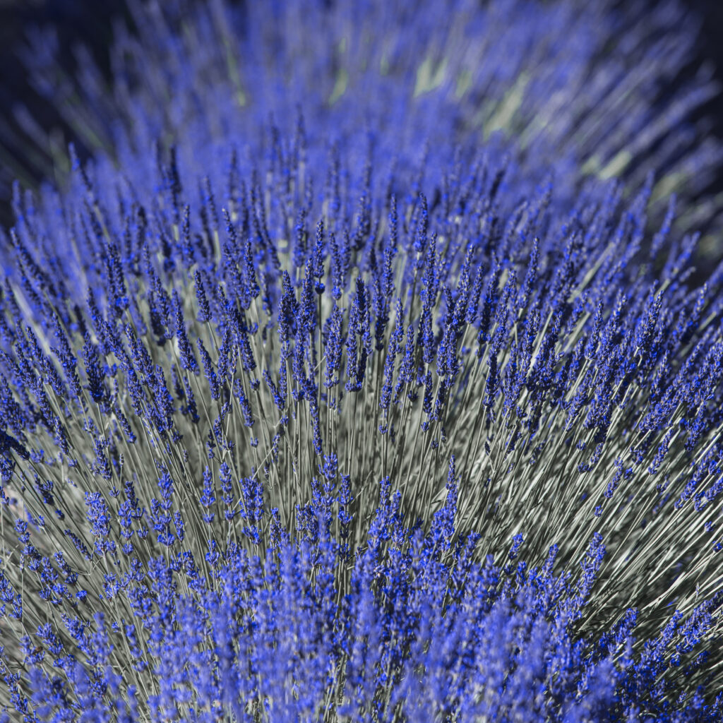 Lavendel 2