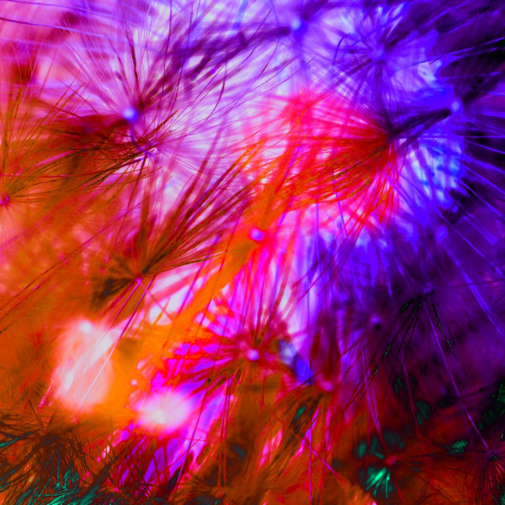 Psychedelic Hawkbit