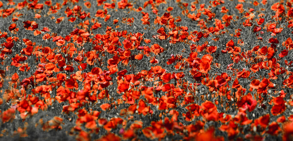 Red Beauties