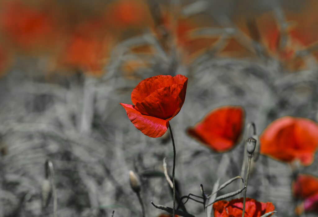 Red Beauty