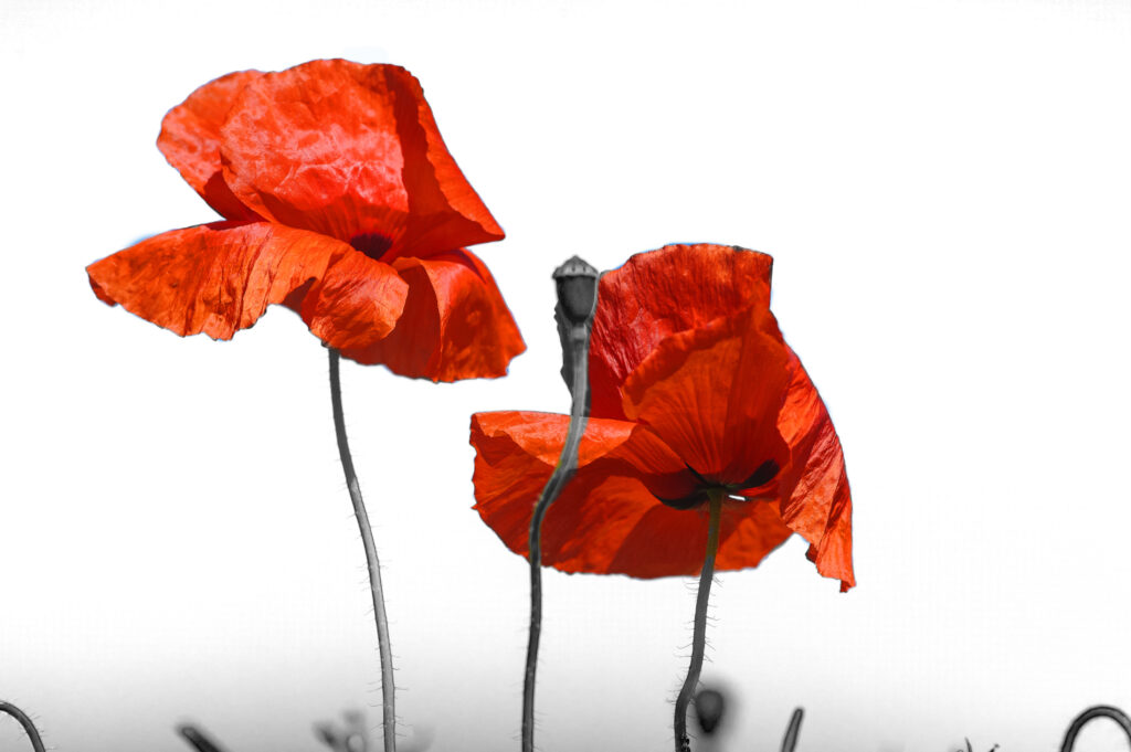 Red Poppy