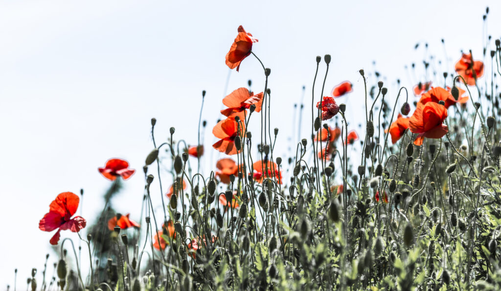 Vollmohn
