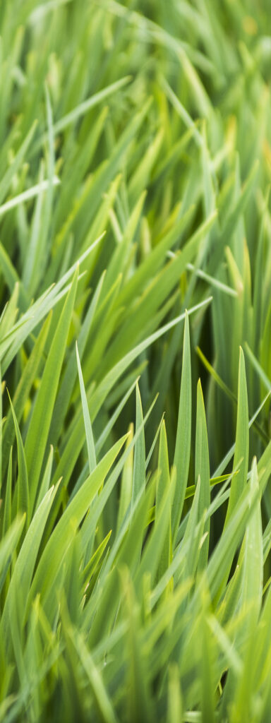 Gras 3