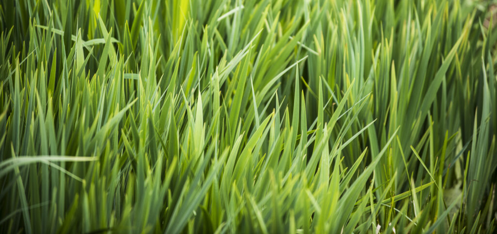 Gras 2