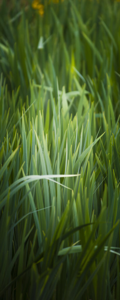 Gras