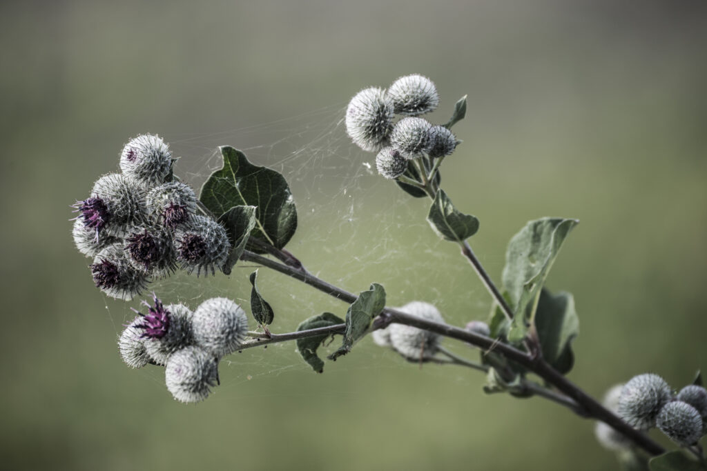 Fleur