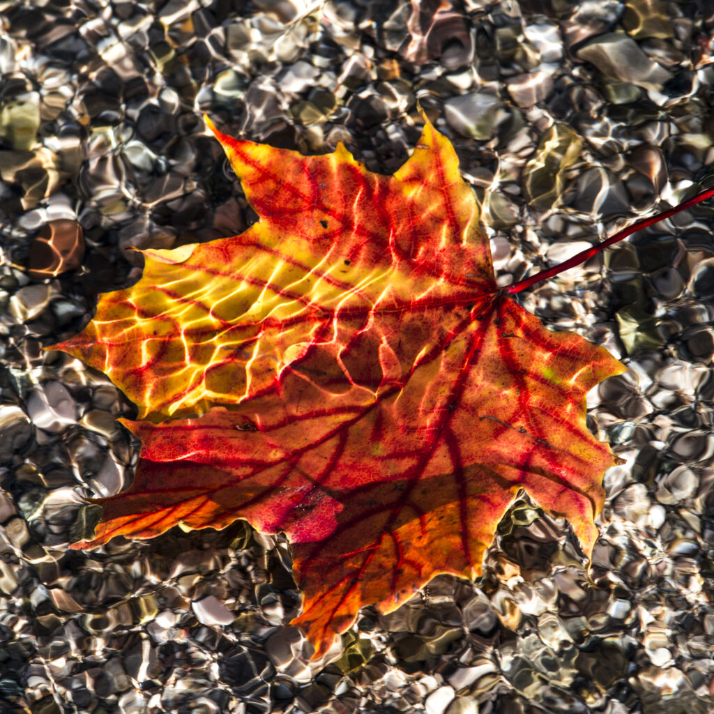 Herbstlaub