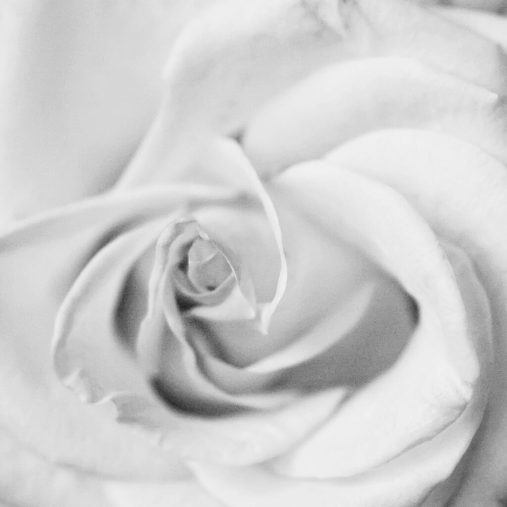 Weisse Rose