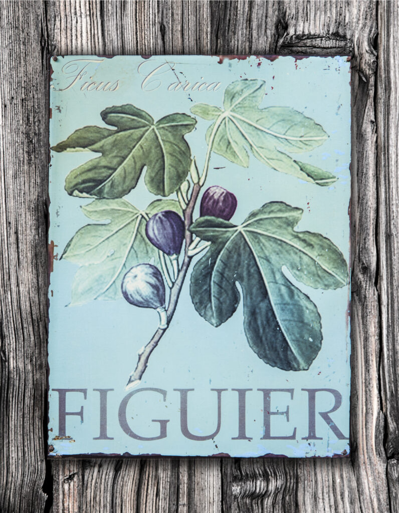 Figuier 3