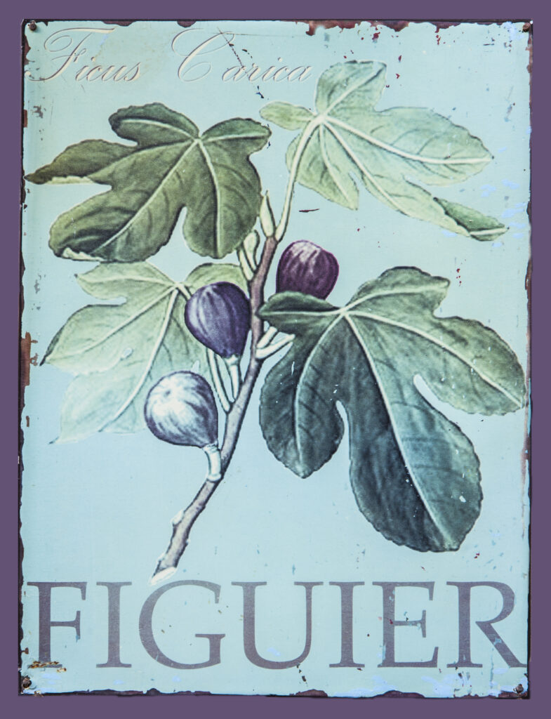 Figuier