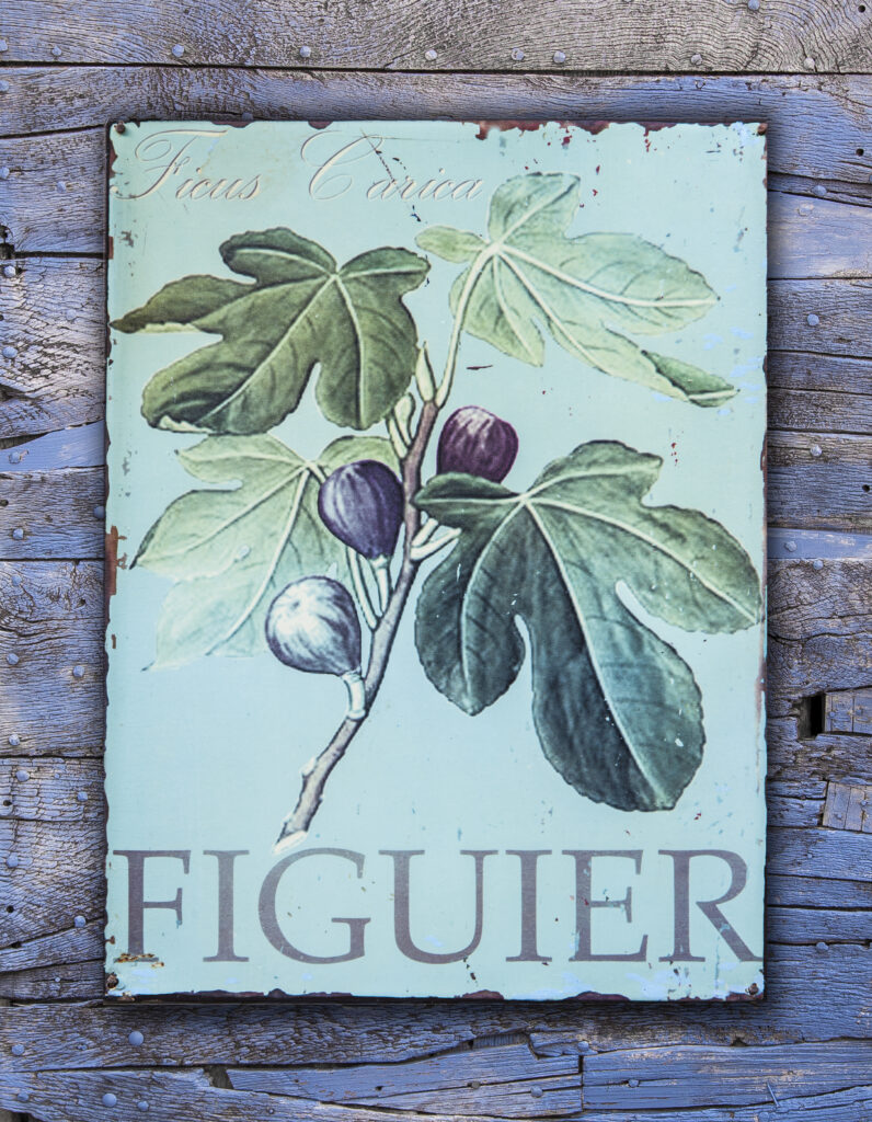 Figuier 2