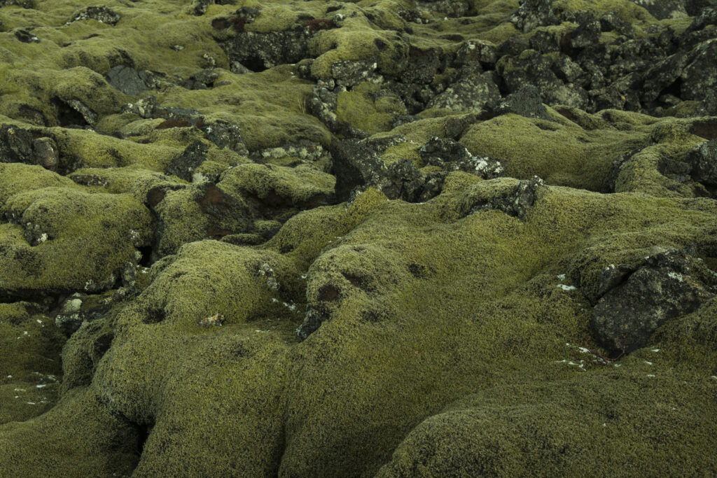 Icelandic Moss