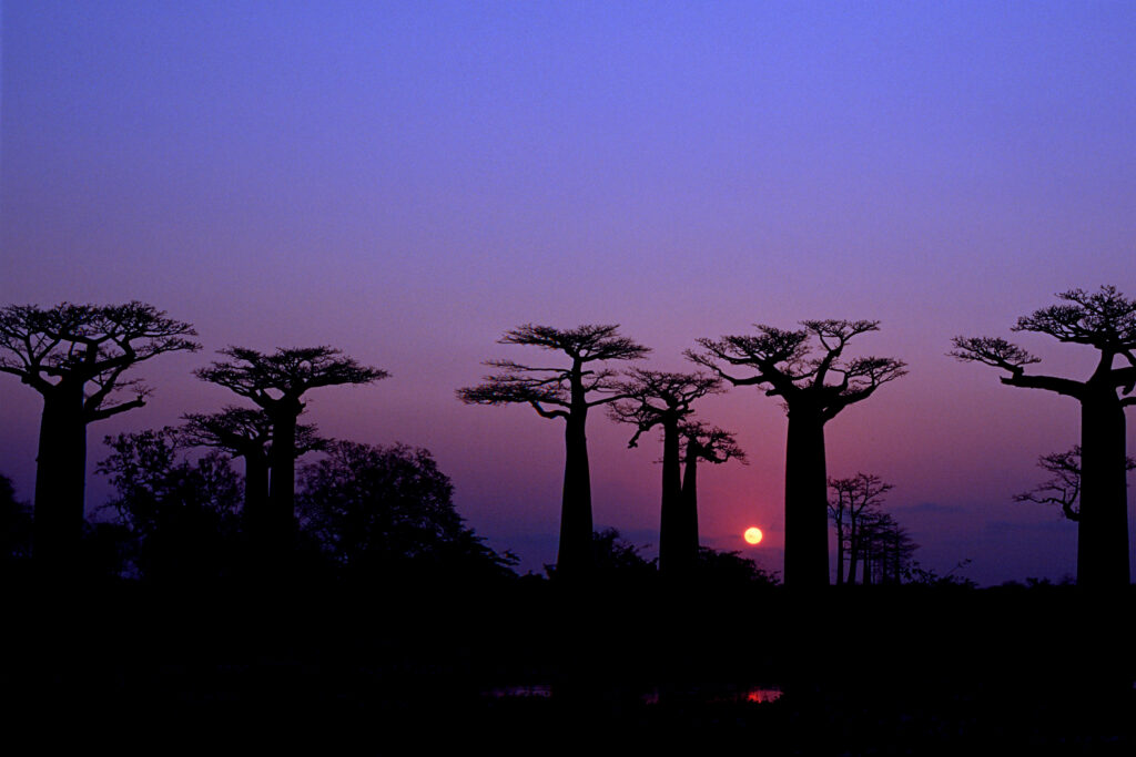 Cuche Soleil du  Baobab