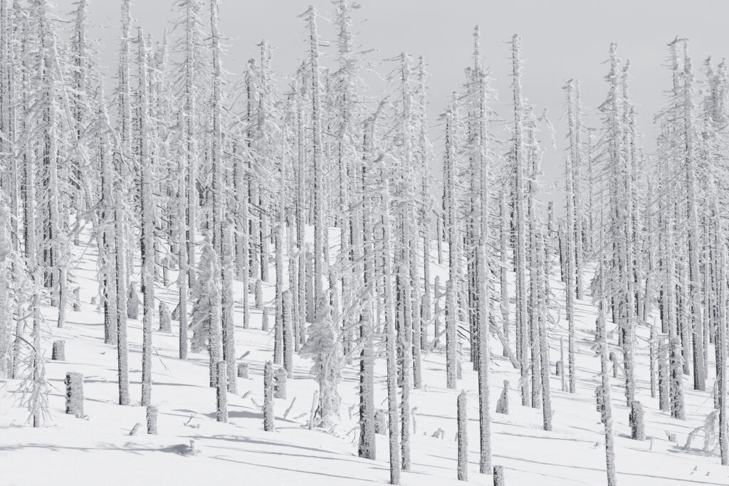 Winterwald
