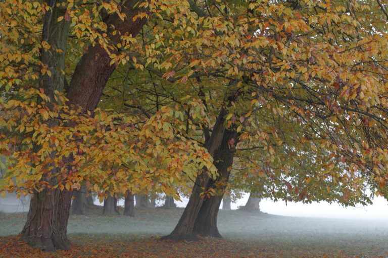 Herbstwald