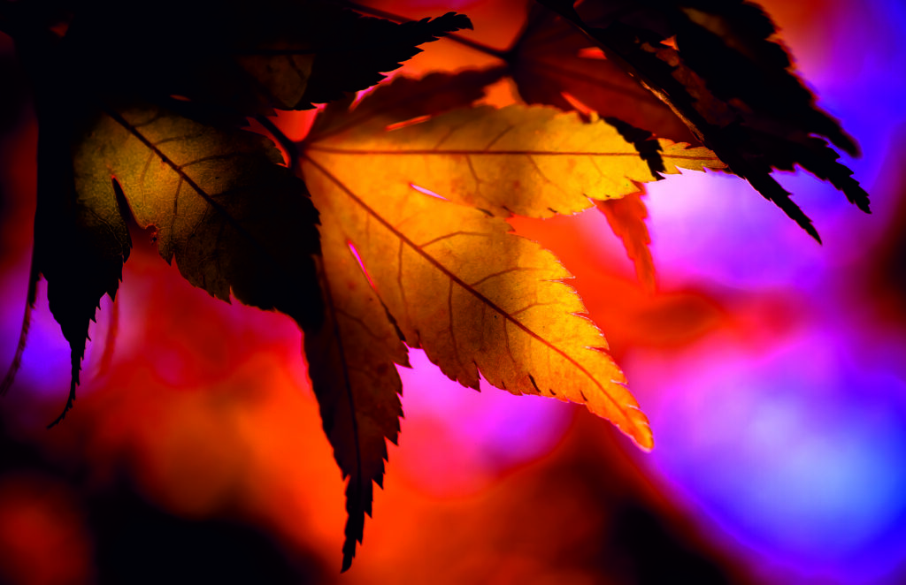 Indian Summer I