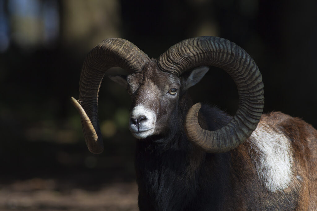 Mufflon
