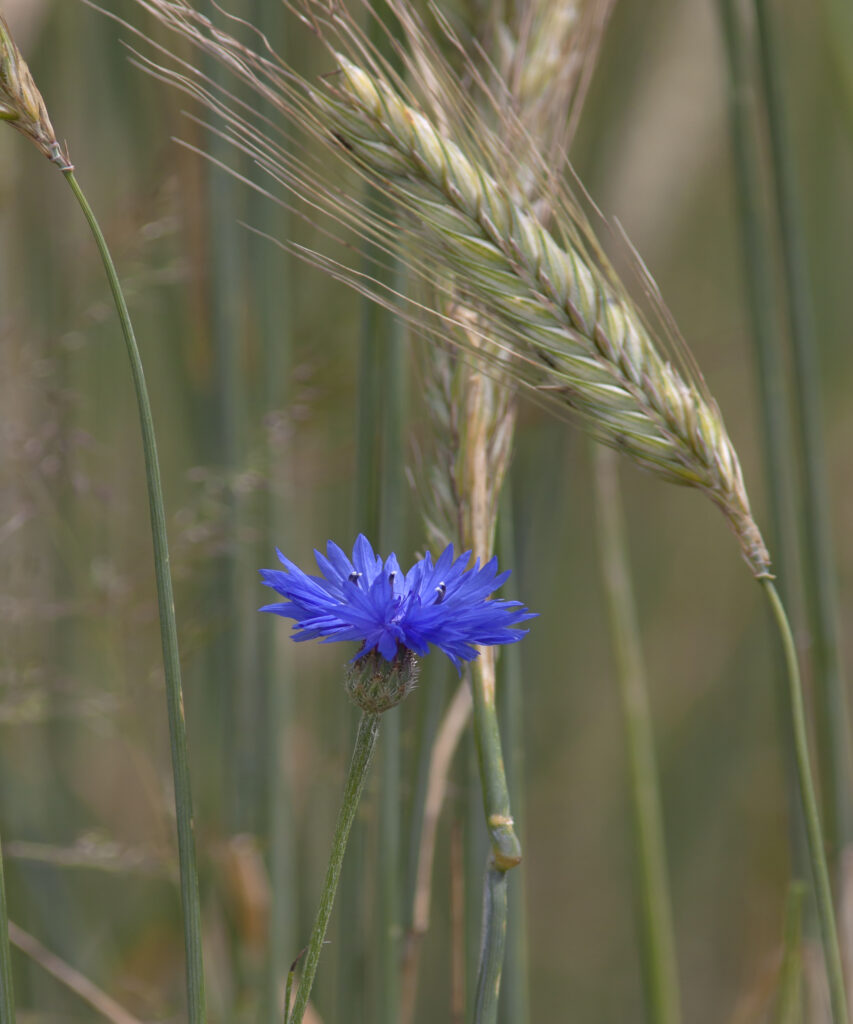 Kornblume