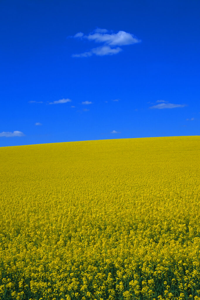 Rapsfeld