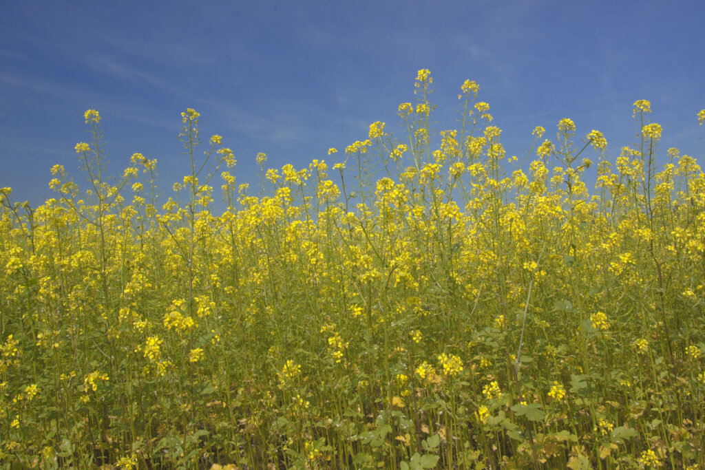 Rapsblüten