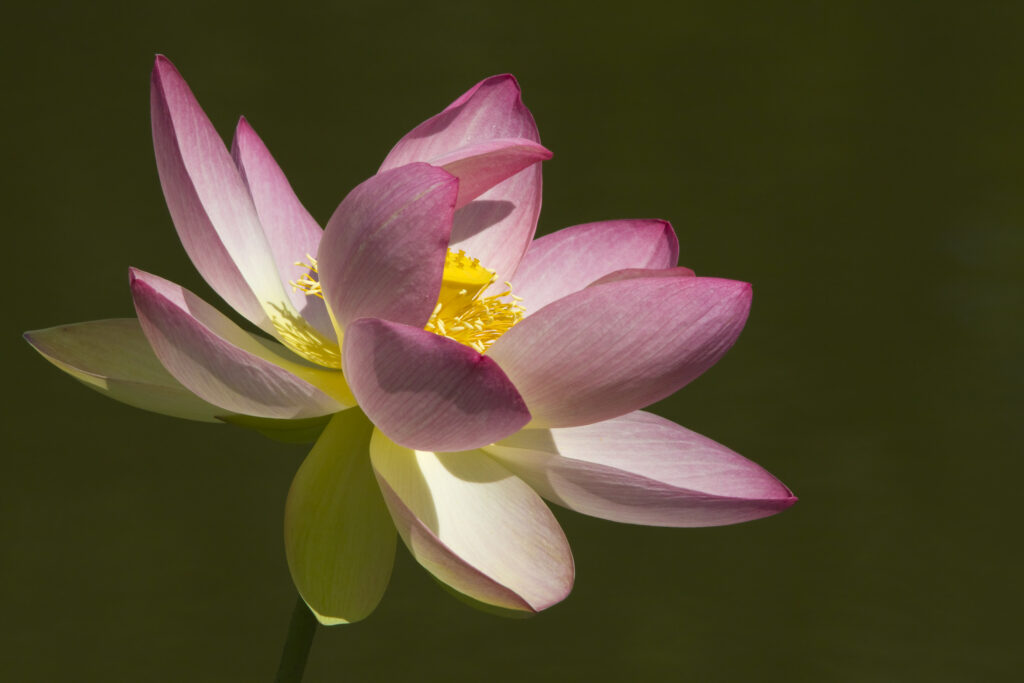 Lotus