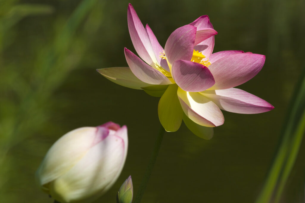 Lotusblüte