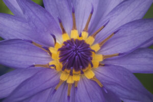 Lady in Purple