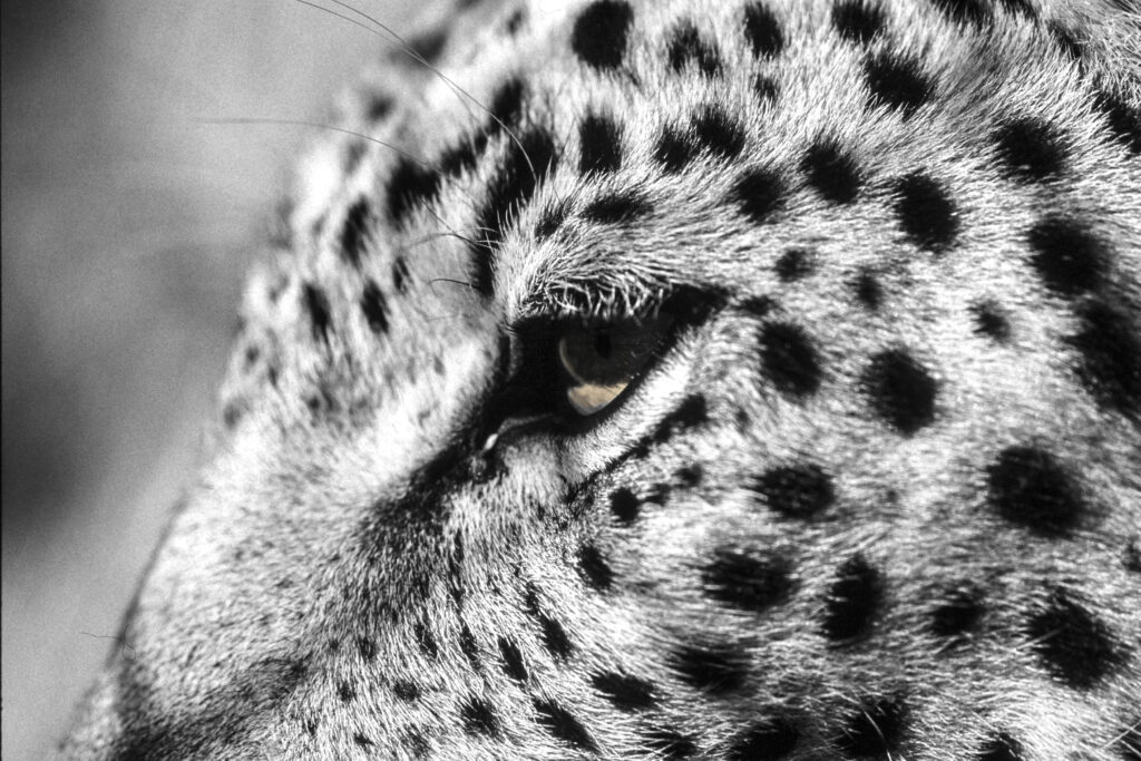 Cat Eye