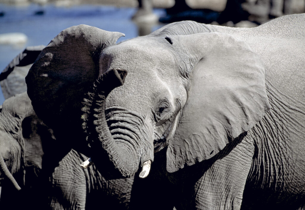 Etoscha Elefant