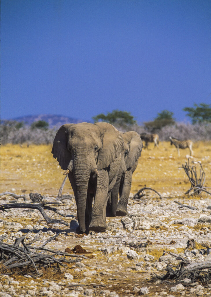 Elephantwalk