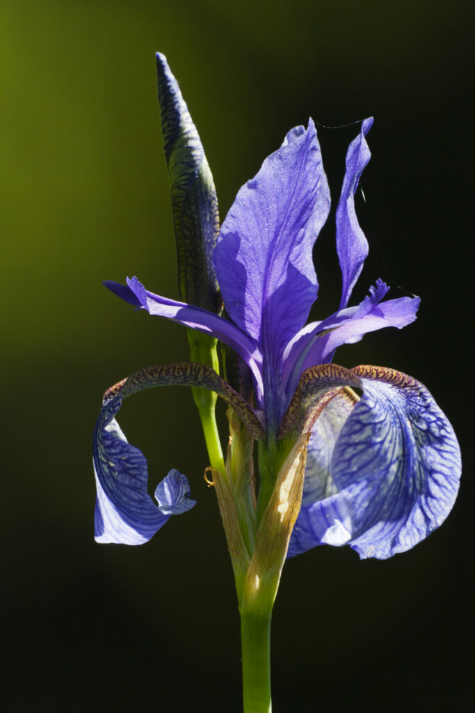Blaue Schwertlilie