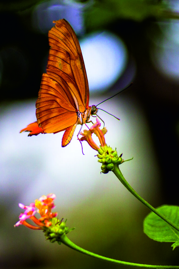 Butterfly I